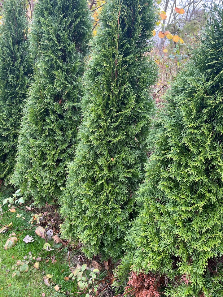 THUJA SMARAGD