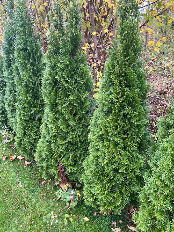 THUJA SMARAGD