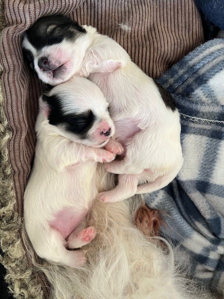 Coton de tulear, hvalpe, 2 uger