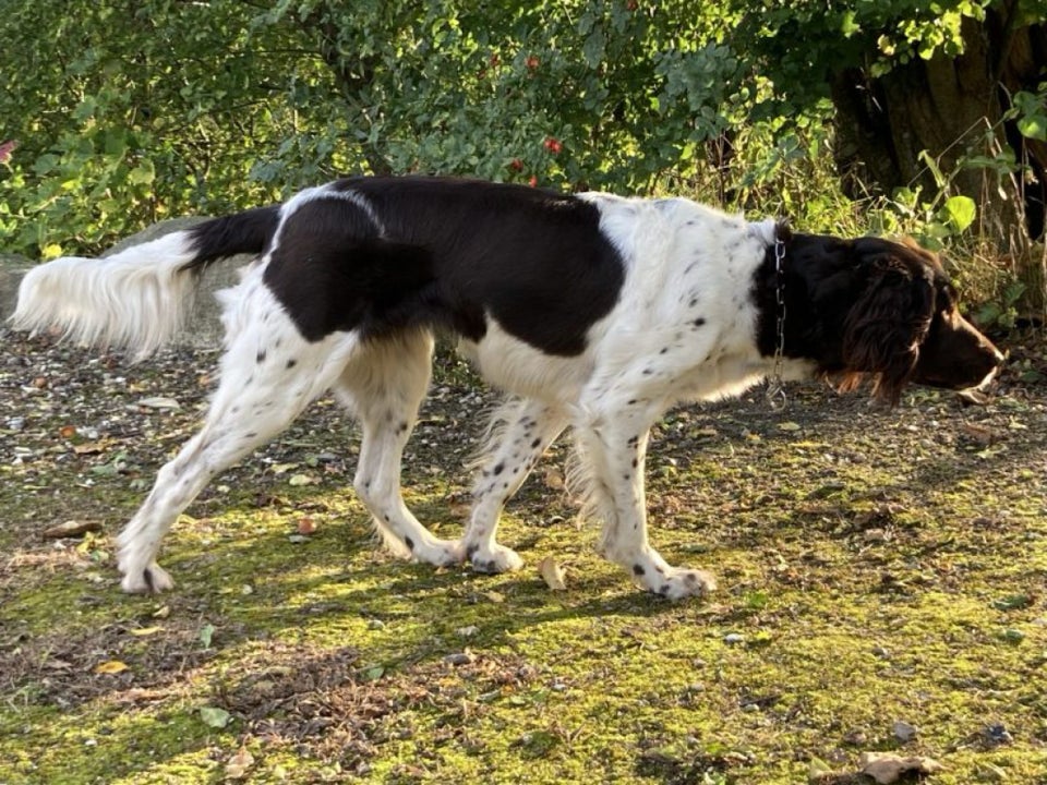 Kleiner Münsterländer hvalpe 5