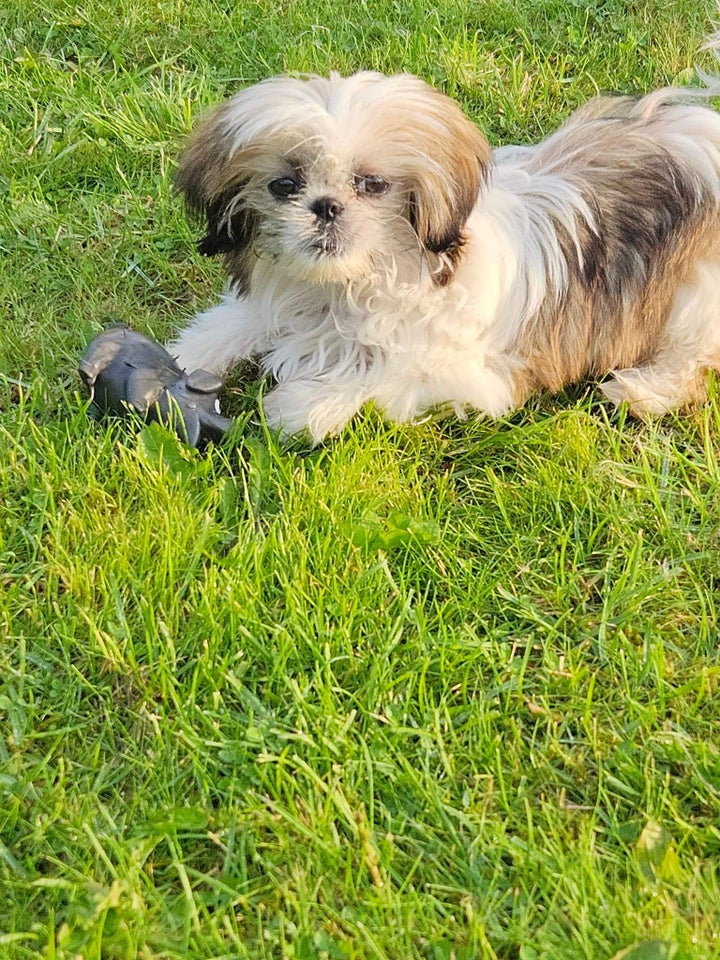 Fantastisk Skøn Shih tzu hv...