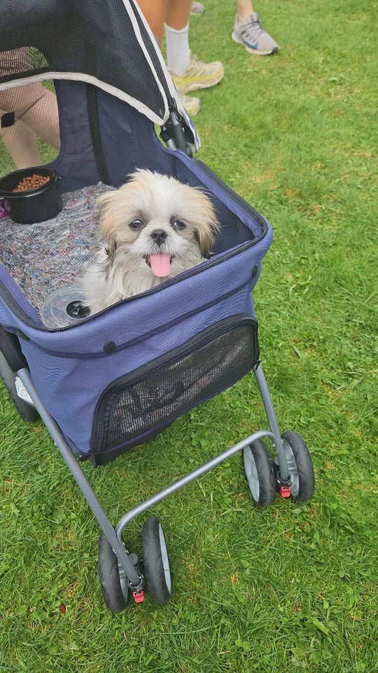 Fantastisk Skøn Shih tzu hv...