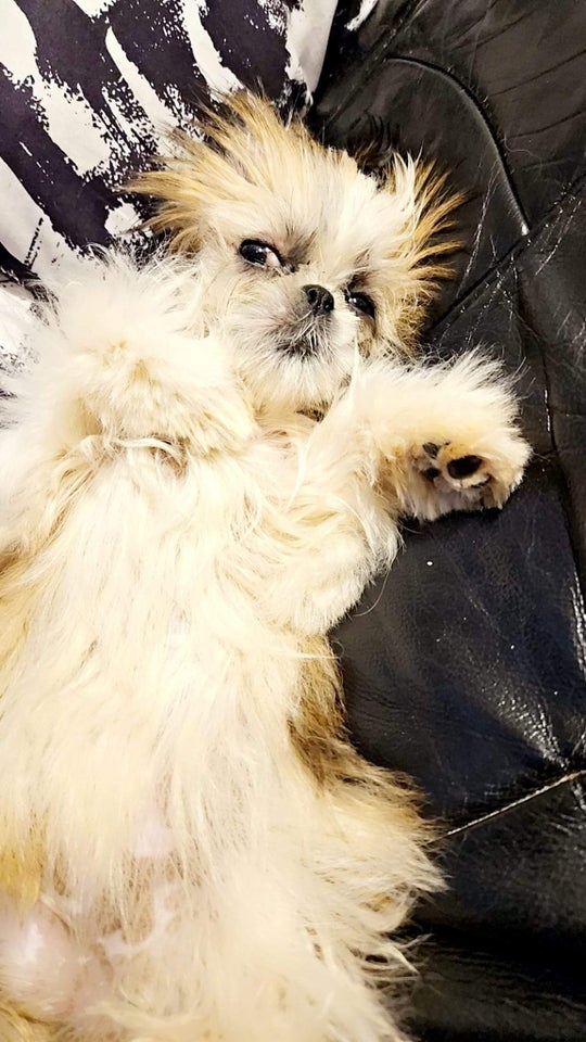 Fantastisk Skøn Shih tzu hv...