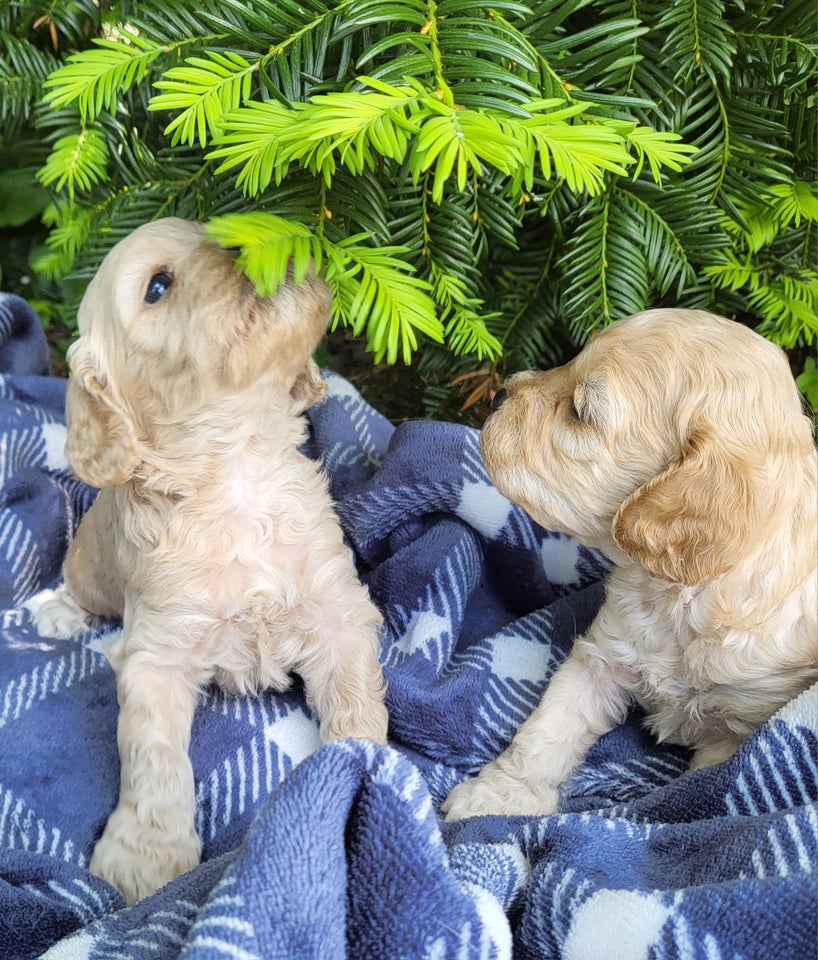 Smukke Cockapoo hvalpe sælges