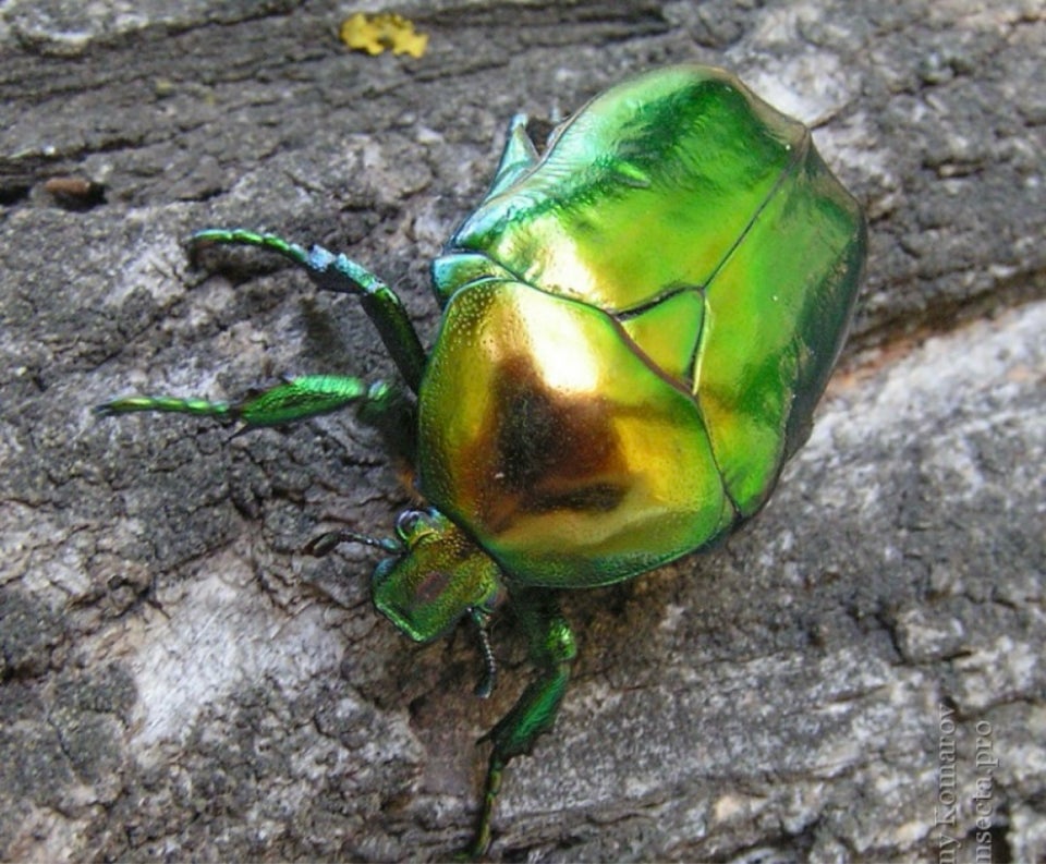 Andet krybdyr Protetia Bille