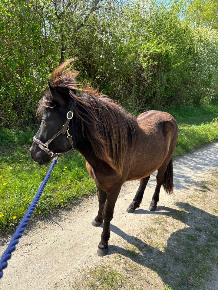 Islænder vallak 2 år