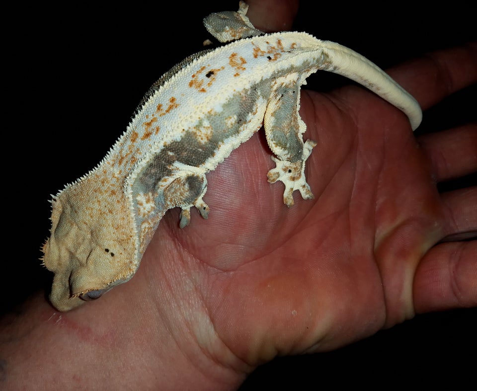 Gekko, Kronegekko