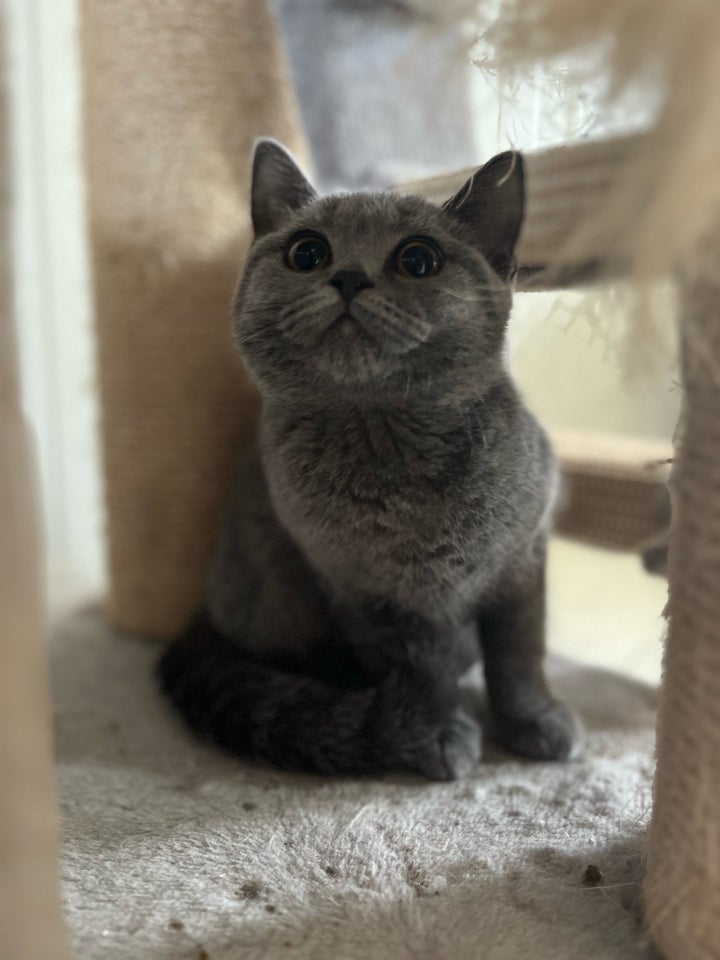 Hunkat British shorthair 12 uger