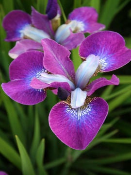 Sibirisk iris Roaring Jelle