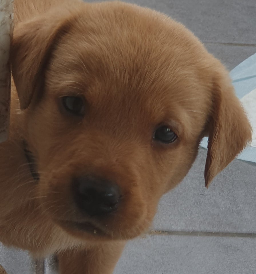 Labrador hanhund hvalp