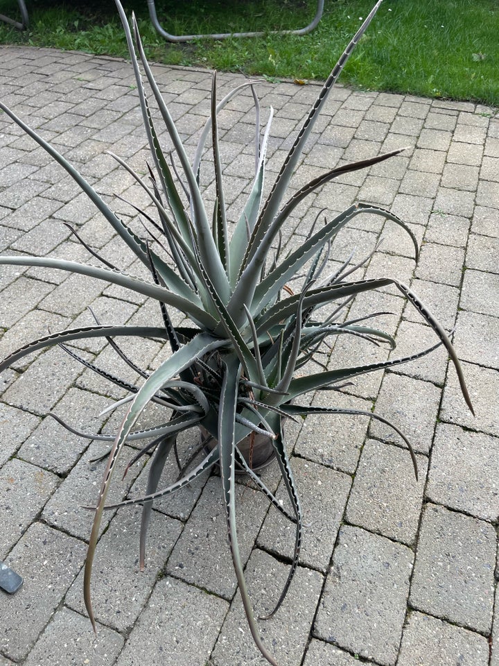 Aloe Vera