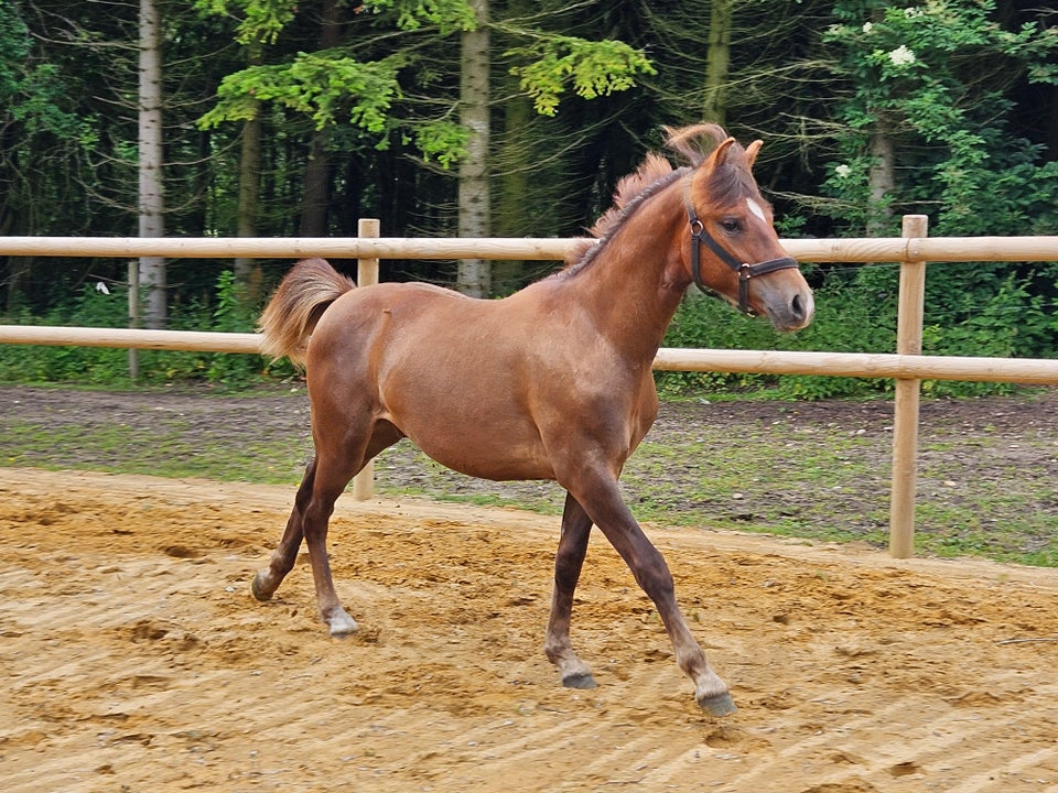 New Forest vallak 1 år