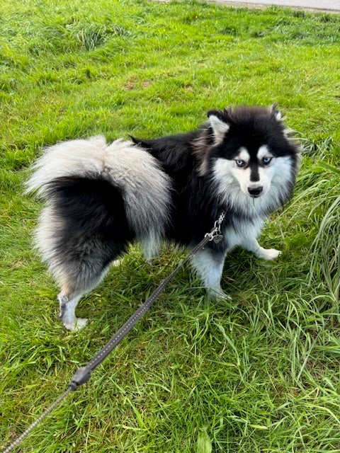 Pomsky, hvalpe, 7 uger