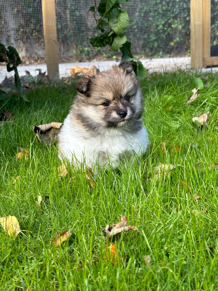 Pomsky, hvalpe, 7 uger