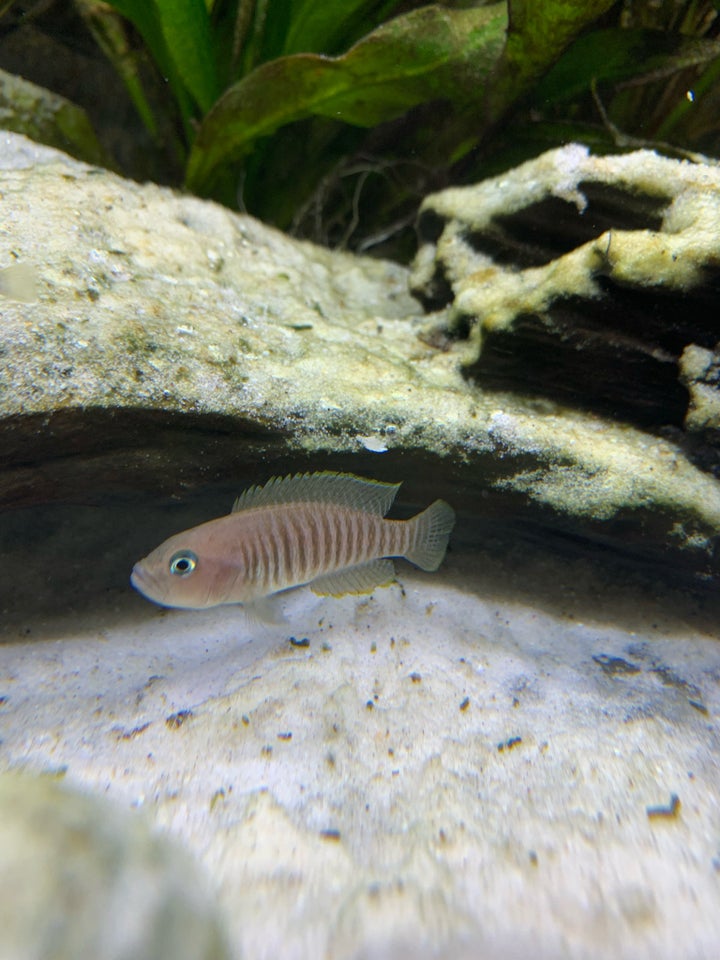 Neolamprologus Multifasciatus 