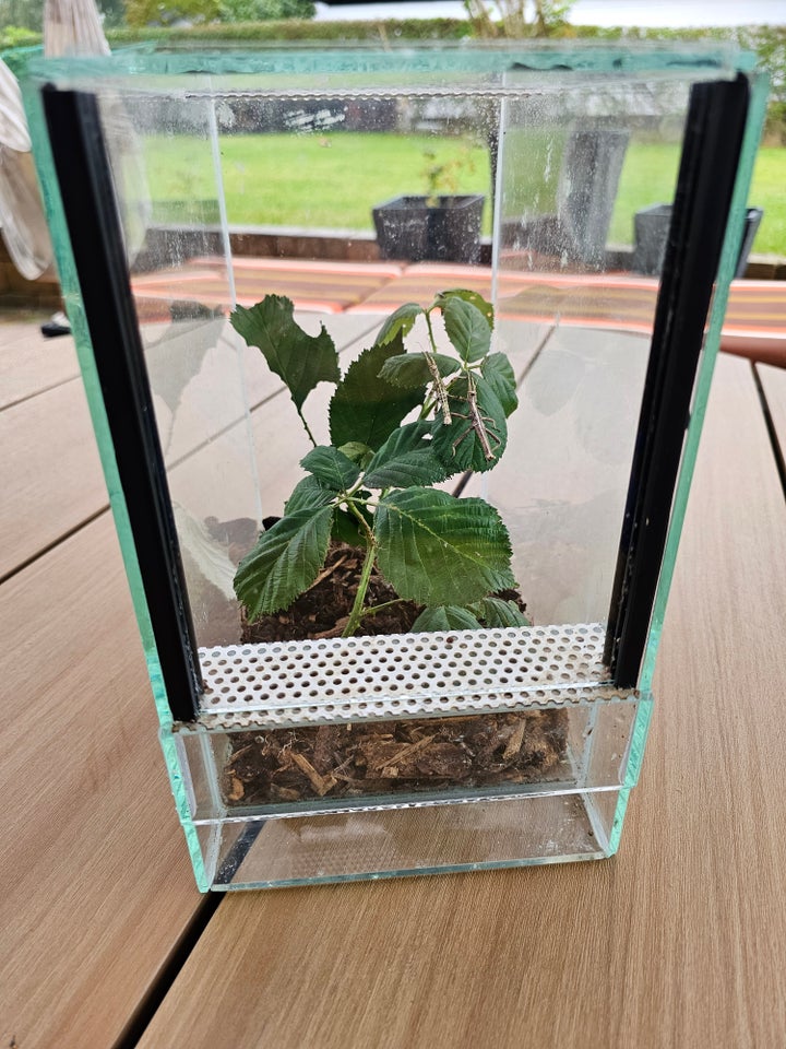 Terrarium, b: 15 d: 25 h: 25