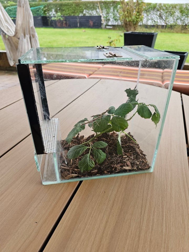 Terrarium, b: 15 d: 25 h: 25