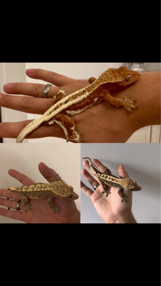 Gekko Kronegekko