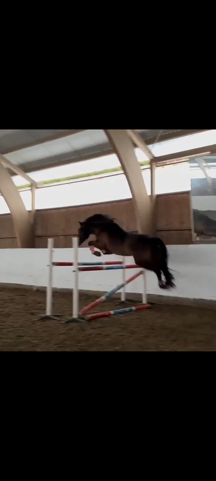 Irsk Sports Pony hoppe 10 år