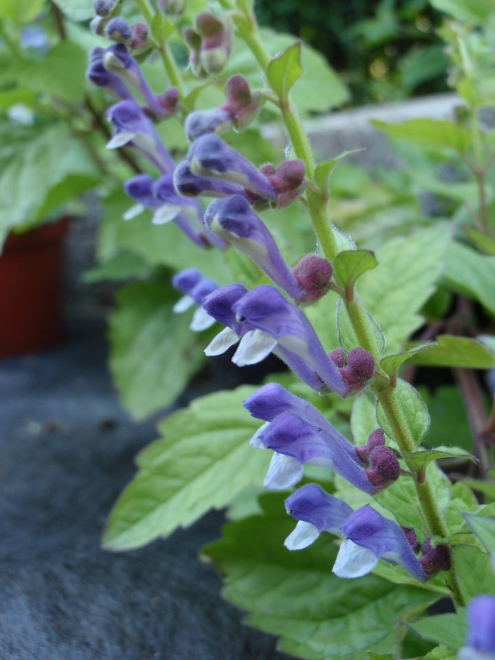 Stauder, Scutellaria altissima