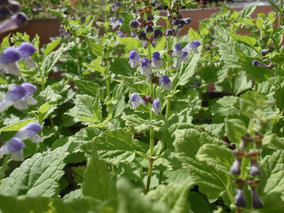 Stauder, Scutellaria altissima