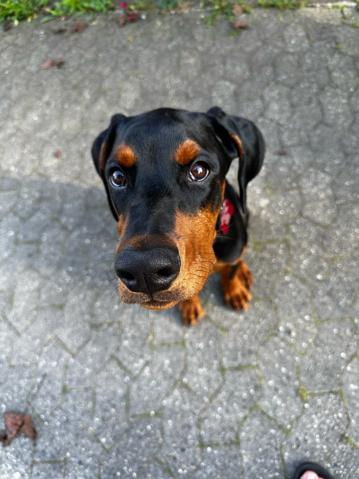 Doberman hund 12 mdr