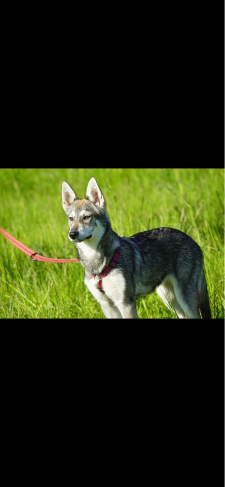 Tjekkoslavisk ulvehund og husky 