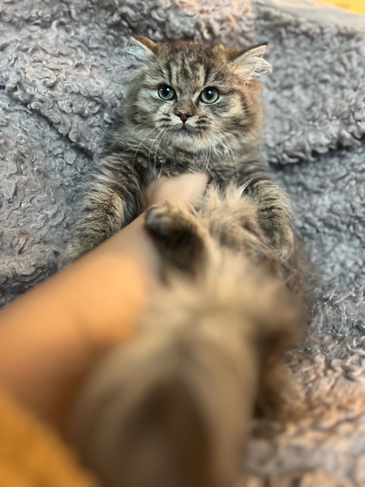 Hunkat, Maine coon, 4 mdr.