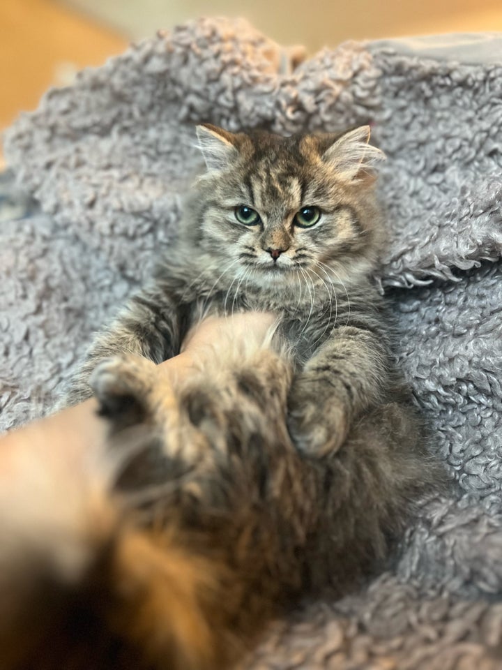 Hunkat, Maine coon, 4 mdr.