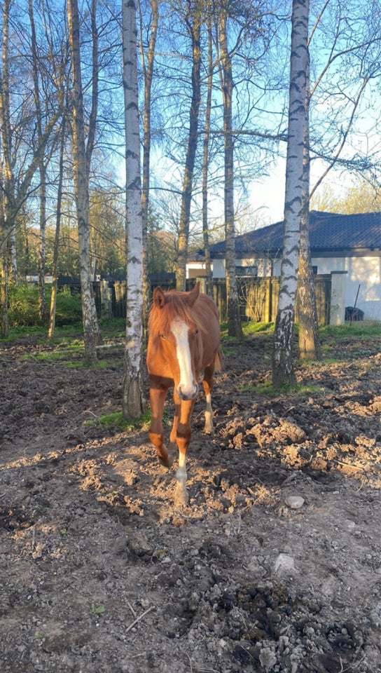 Dansk Varmblod hingst 1 år