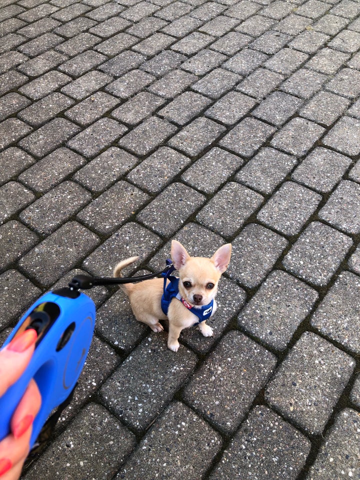 Chihuahua, hanhund, hvalp