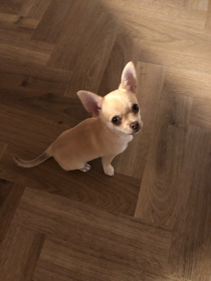 Chihuahua, hanhund, hvalp