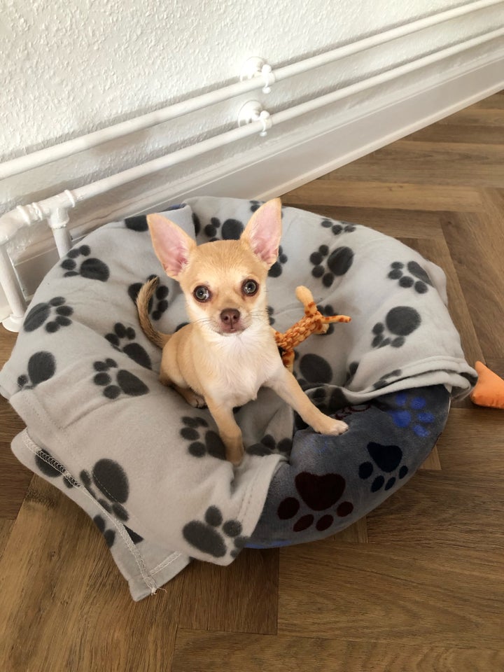 Chihuahua, hanhund, hvalp