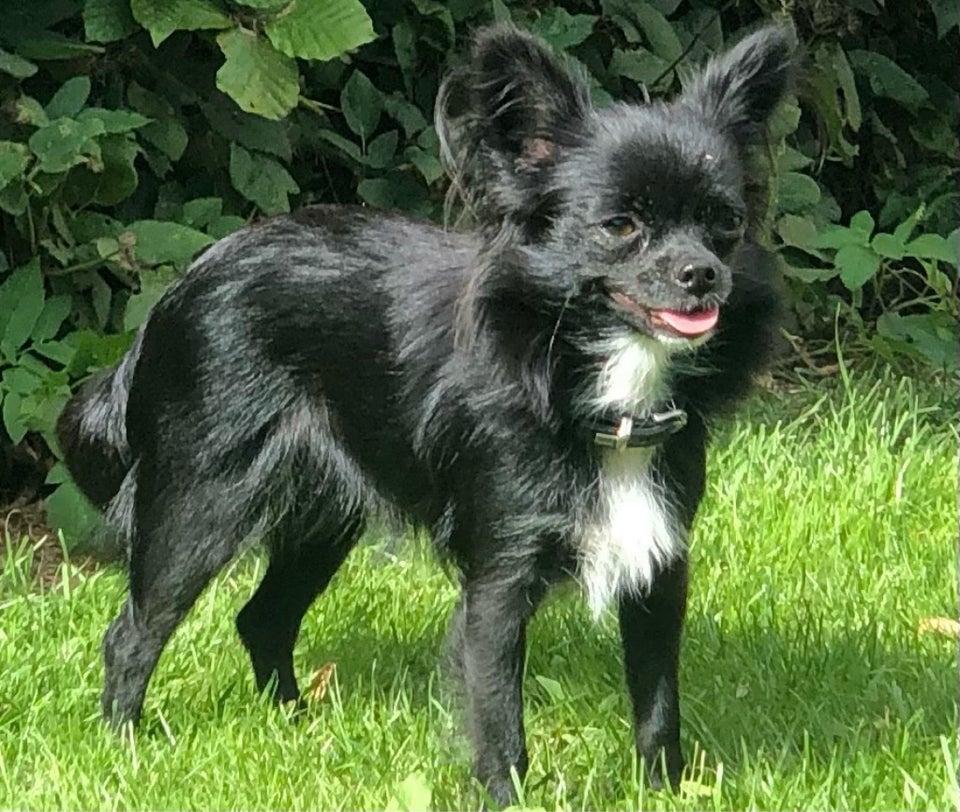 Chihuahua , hund, 4 år