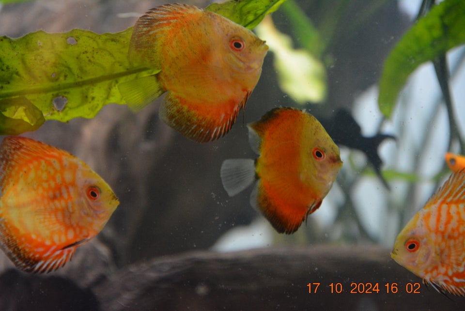 Discus , Mange stk.