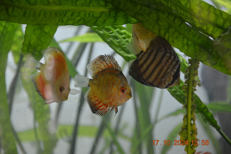 Discus , Mange stk.