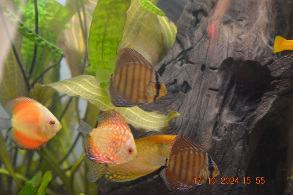 Discus , Mange stk.