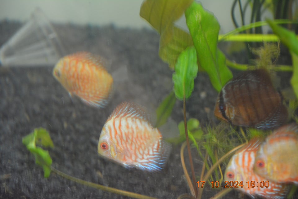 Discus , Mange stk.