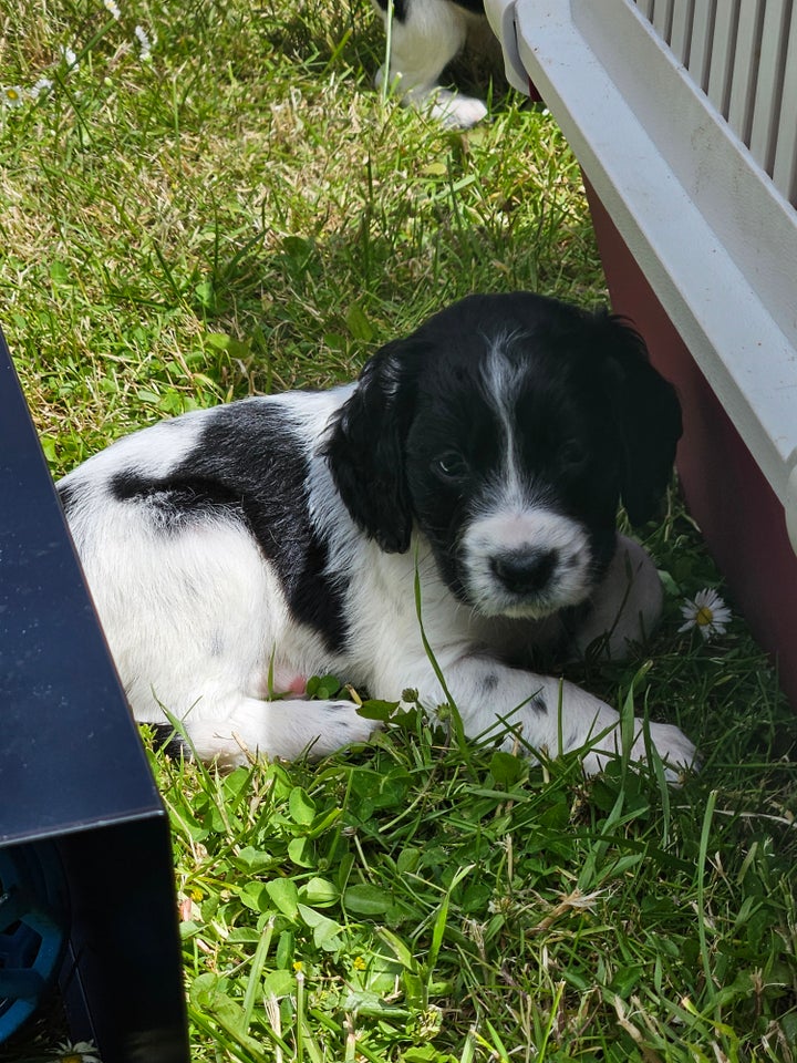 SPRINGER SPANIEL