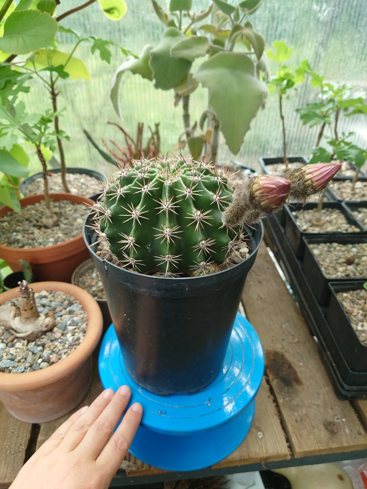 Kaktus Echinopsis hybrid