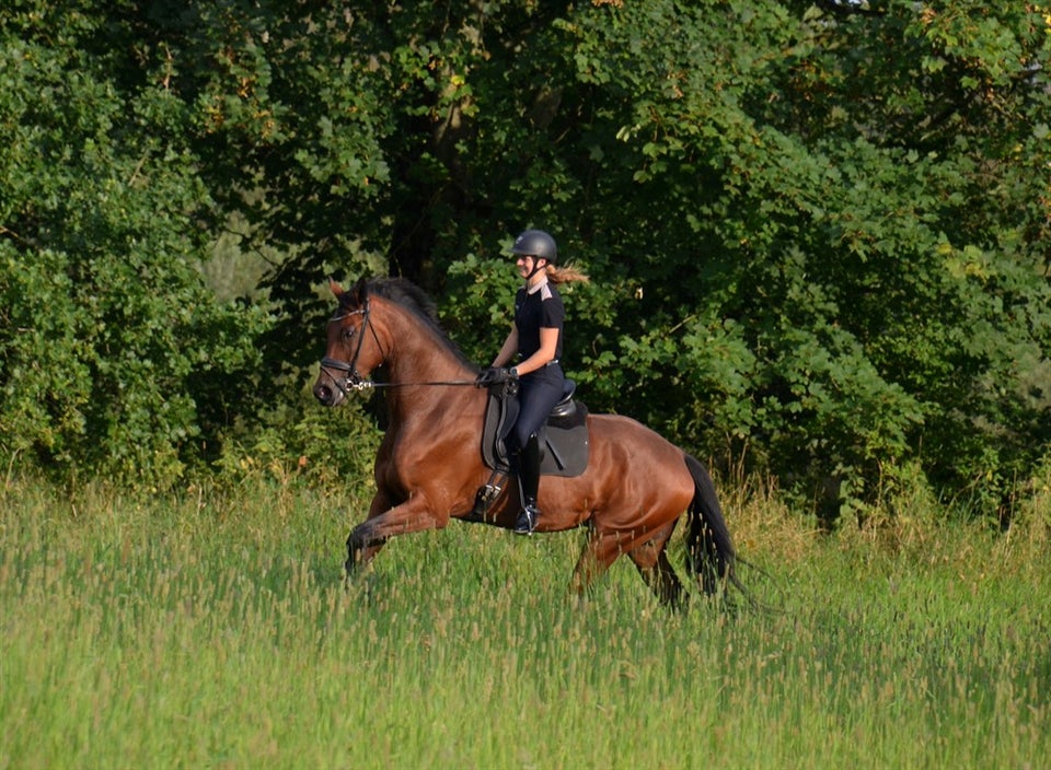 Dansk Varmblod, vallak, 5 år