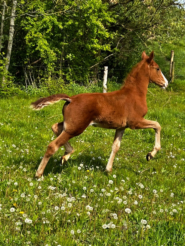 Frederiksborg hoppe 0 år