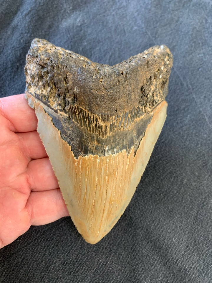 Fossiler, Megalodon tand