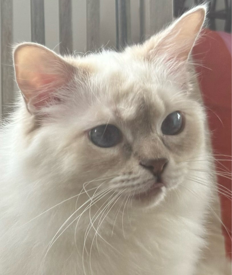 Ragdoll hunkat 12 mdr