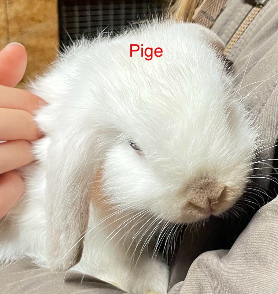 Kanin Mini lop 0 år