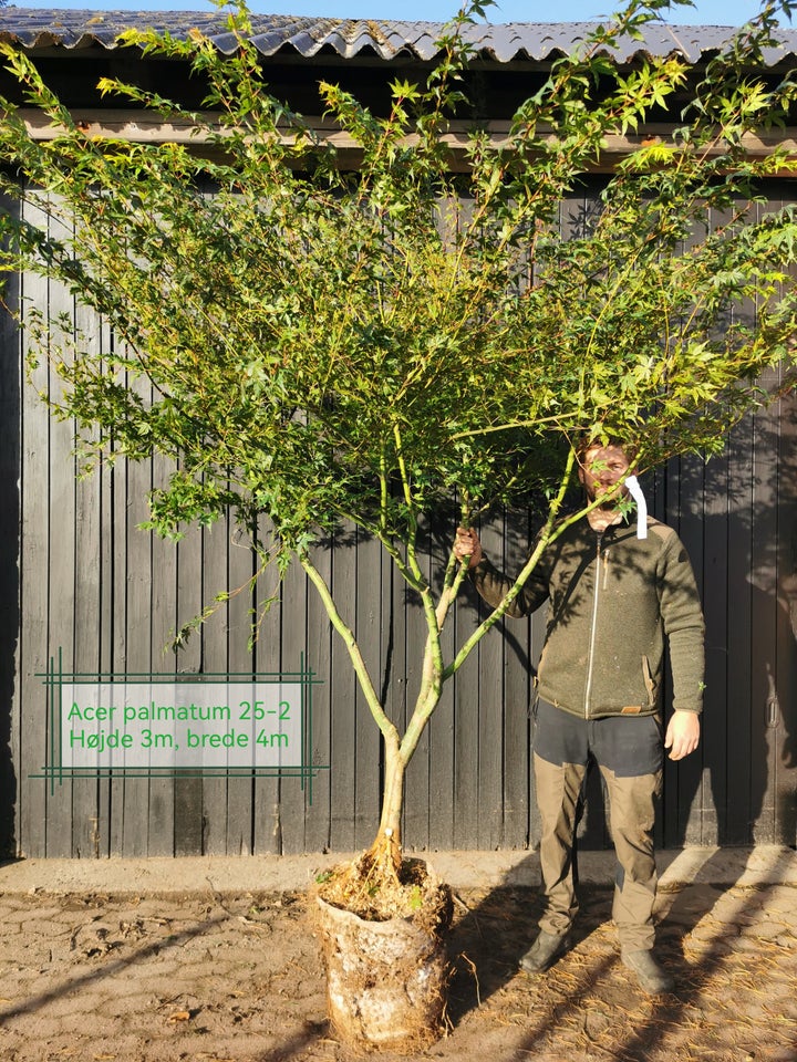 Japansk ahorn, Acer palmatum