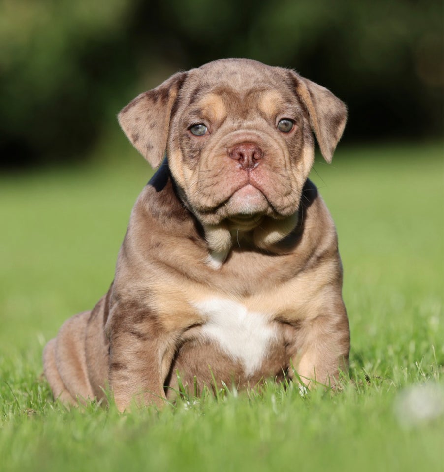 Old english bulldog flere hvalpe