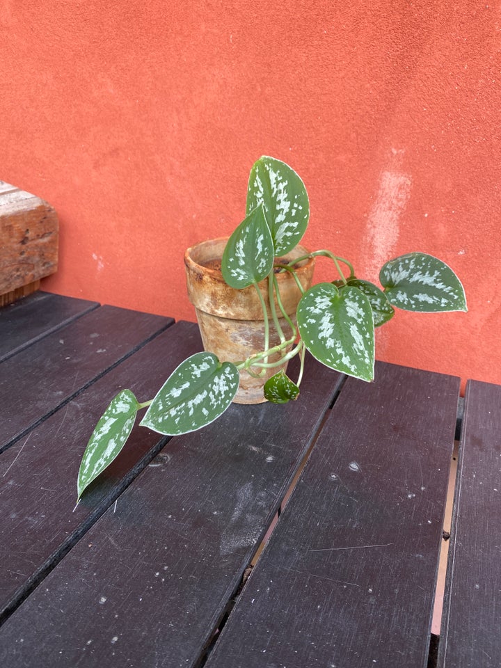 Stueplante Philodendron