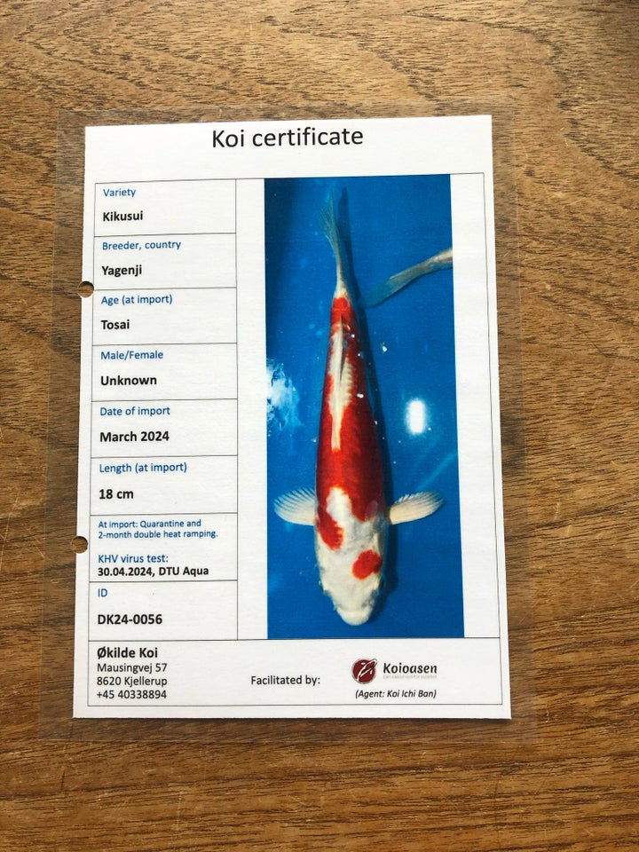 Koi 1 stk