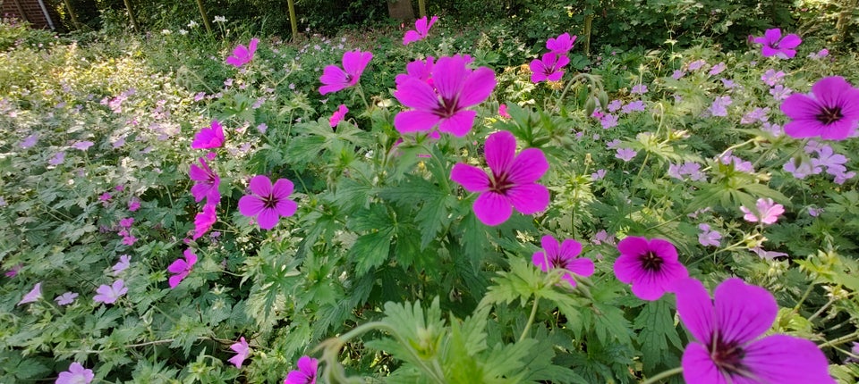 Staude 6 stk Geranium